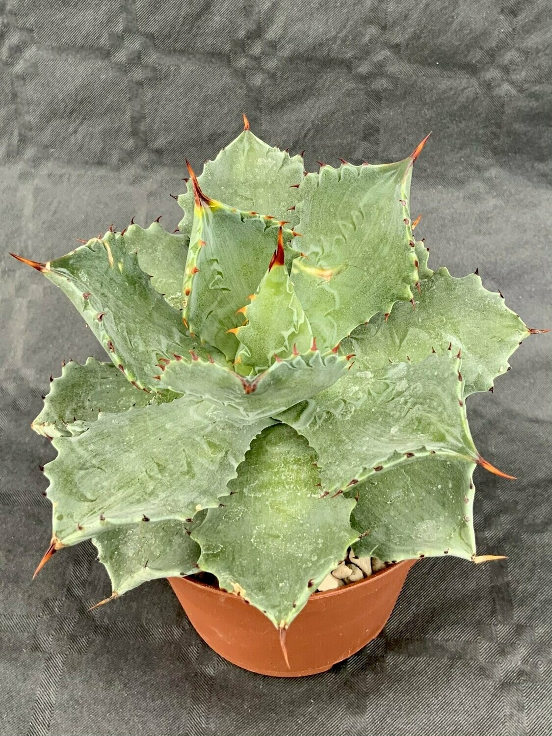 Agave Potatorum Pot ø 10,5