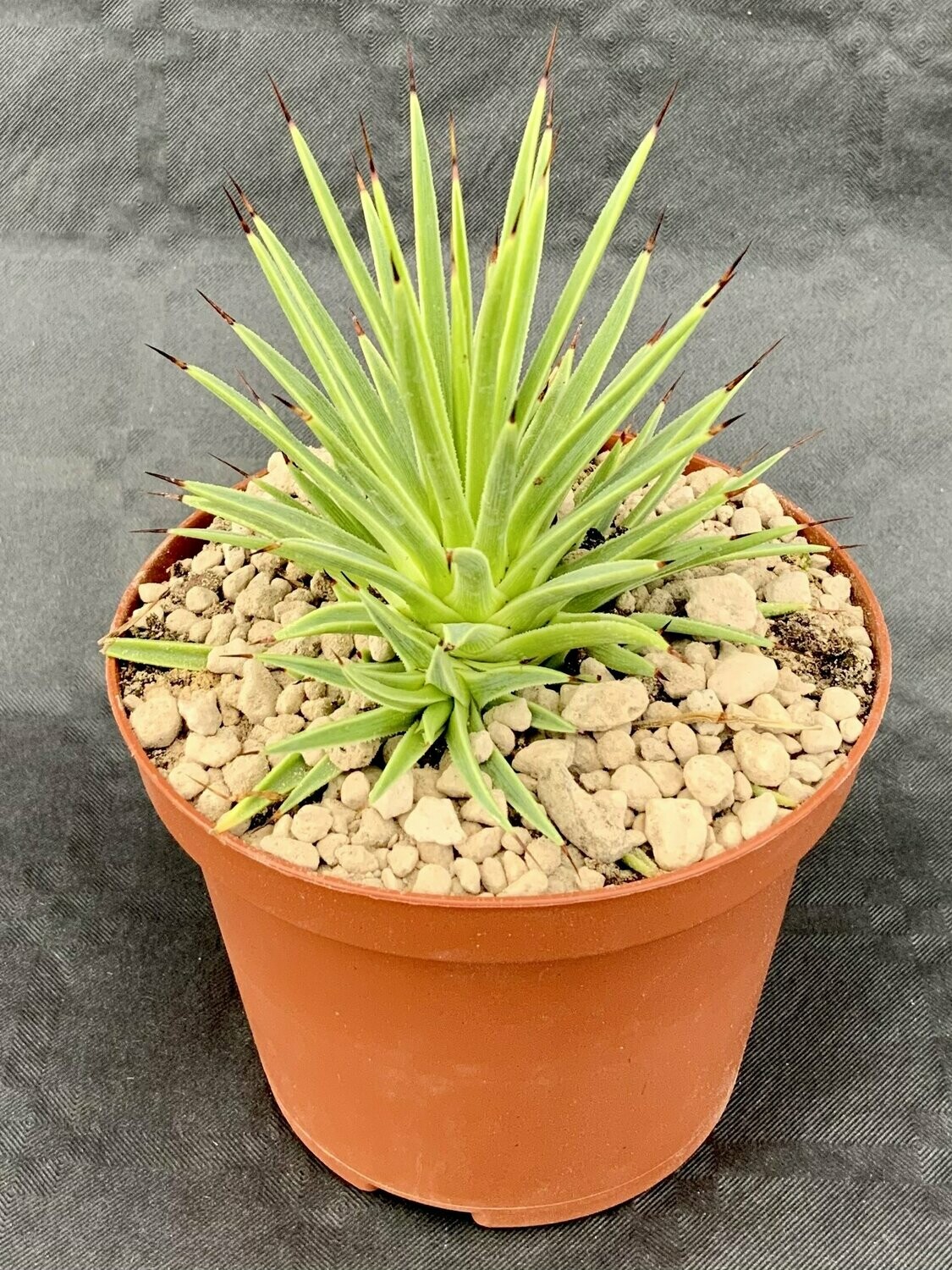Agave Stricta Nana Pot ø 10,5