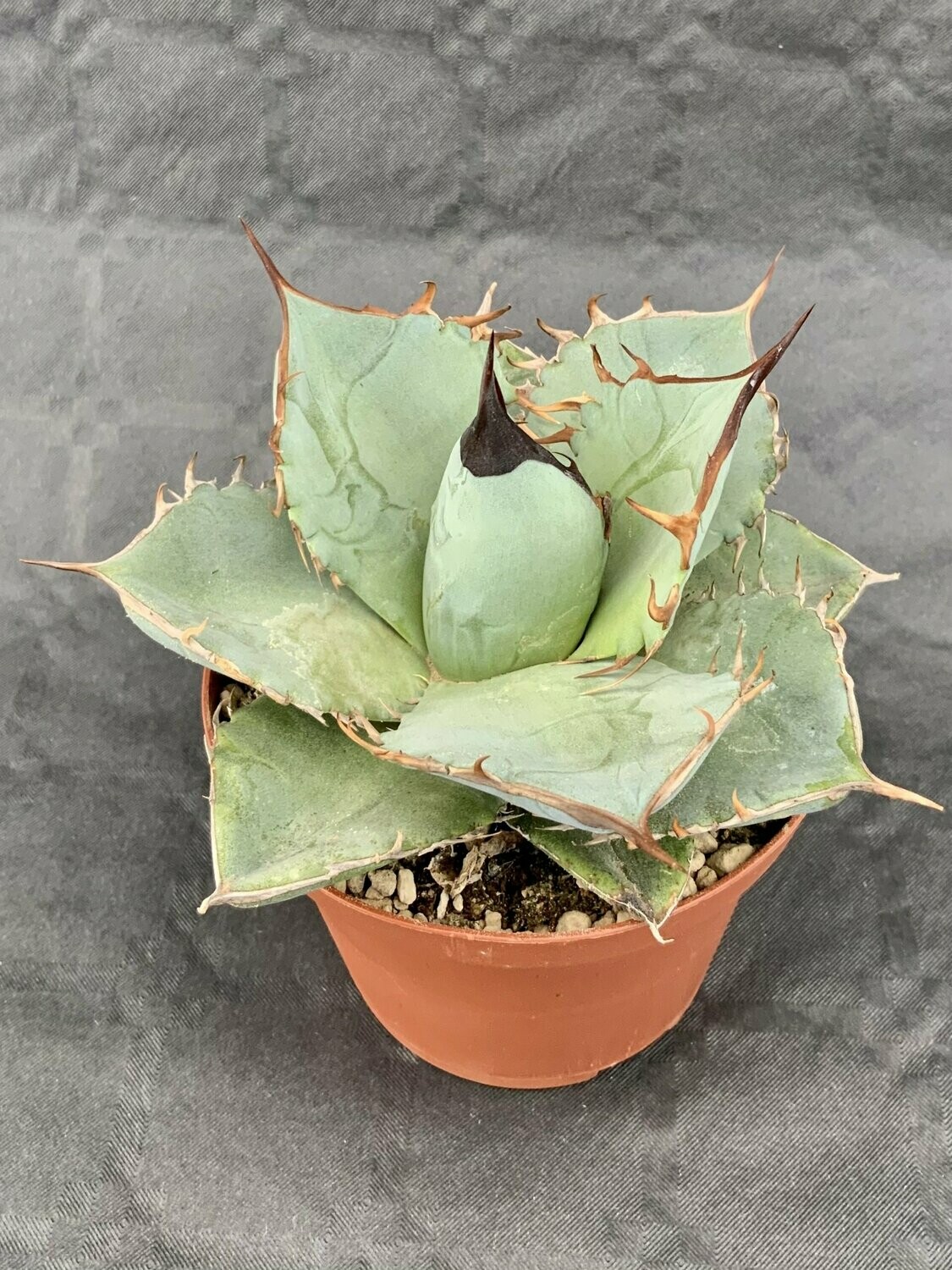 Agave Titanota Pot ø 10,5