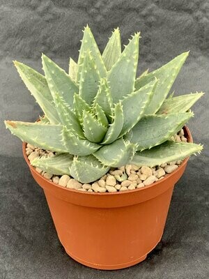 Aloe Brevifolia Variegated Pot ø 10,5