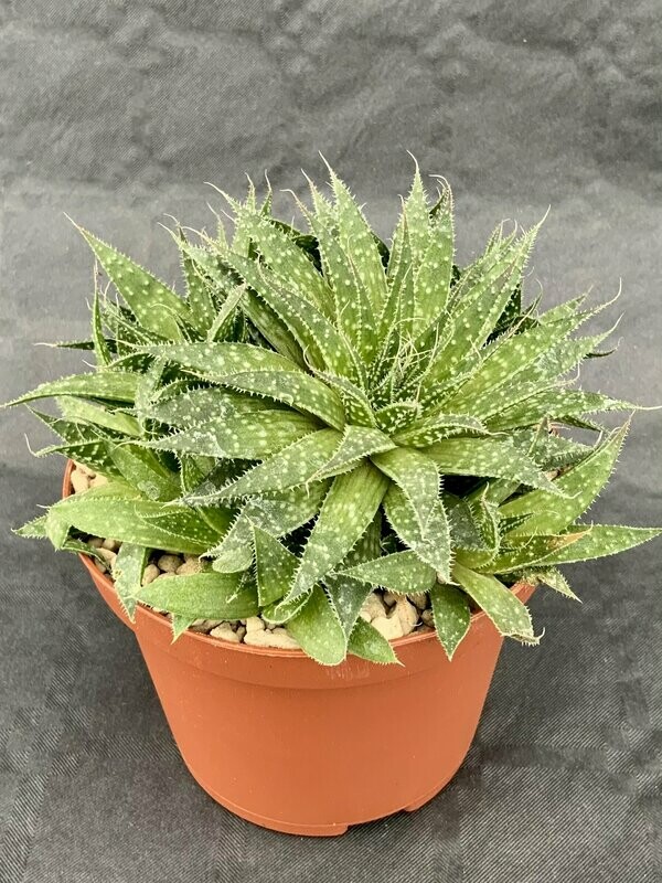 Aloe Aristata Pot ø 10,5