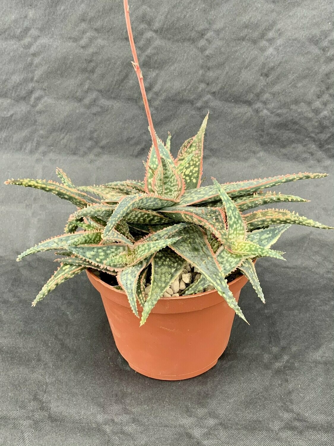 Aloe Donnie Pot ø 10,5