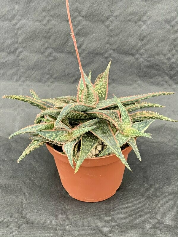 Aloe Donnie Pot ø 10,5