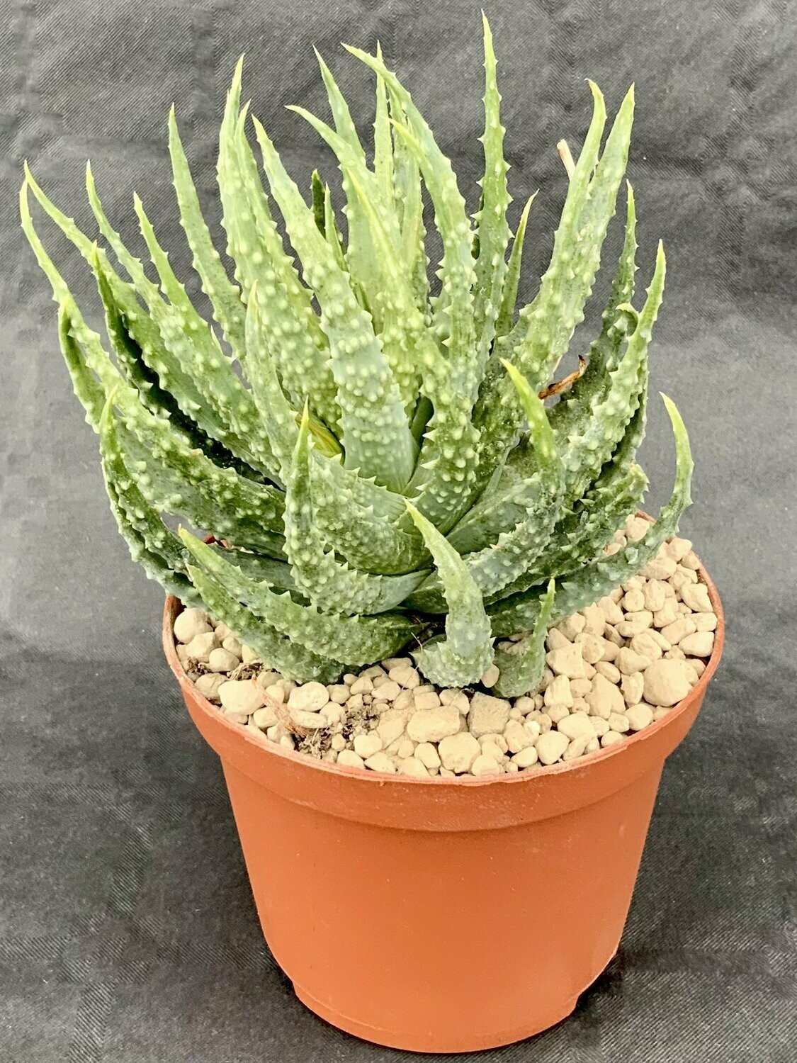 Aloe Humilis Pot ø 10,5