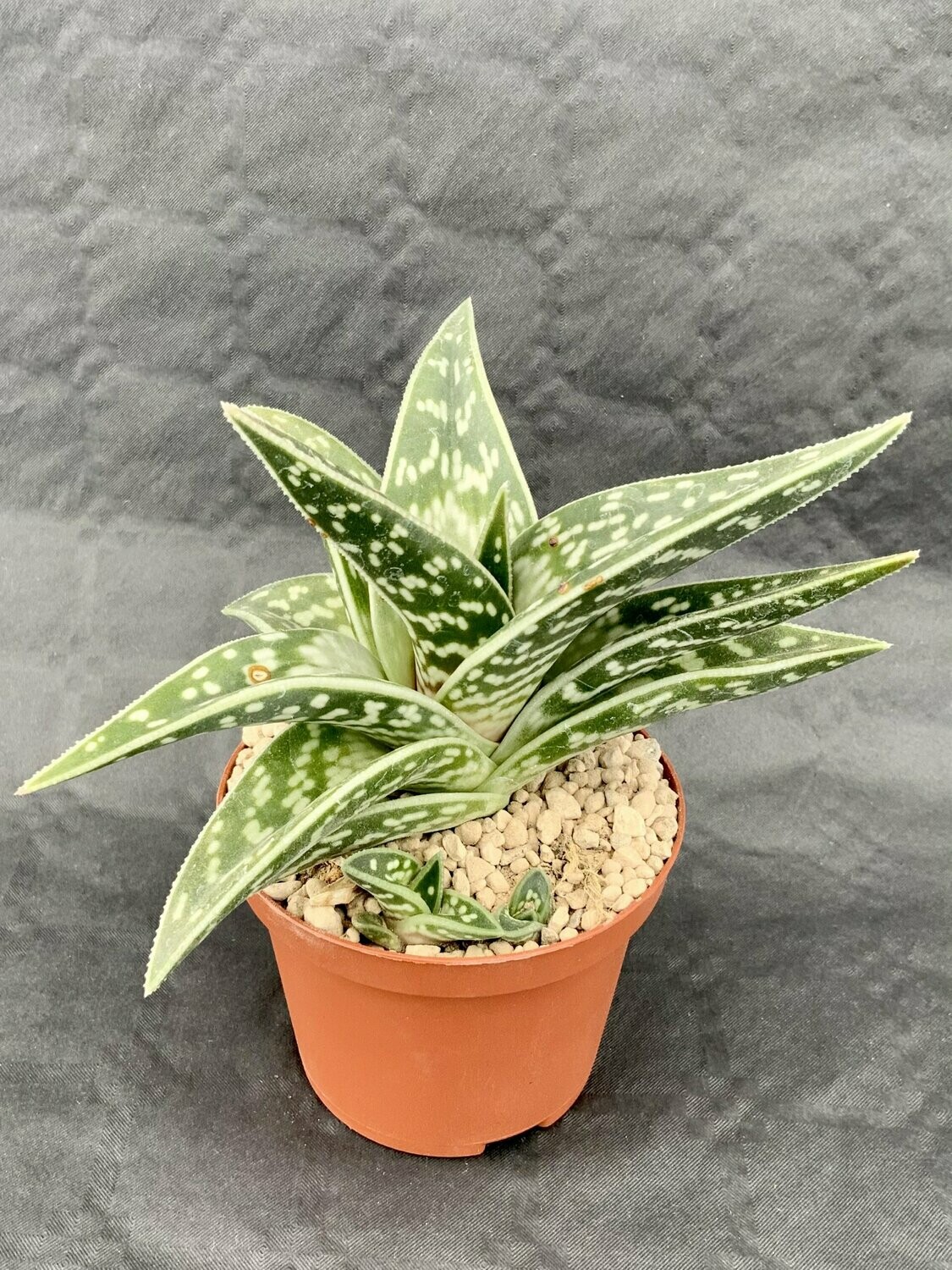 Aloe Variegata Pot ø 10,5