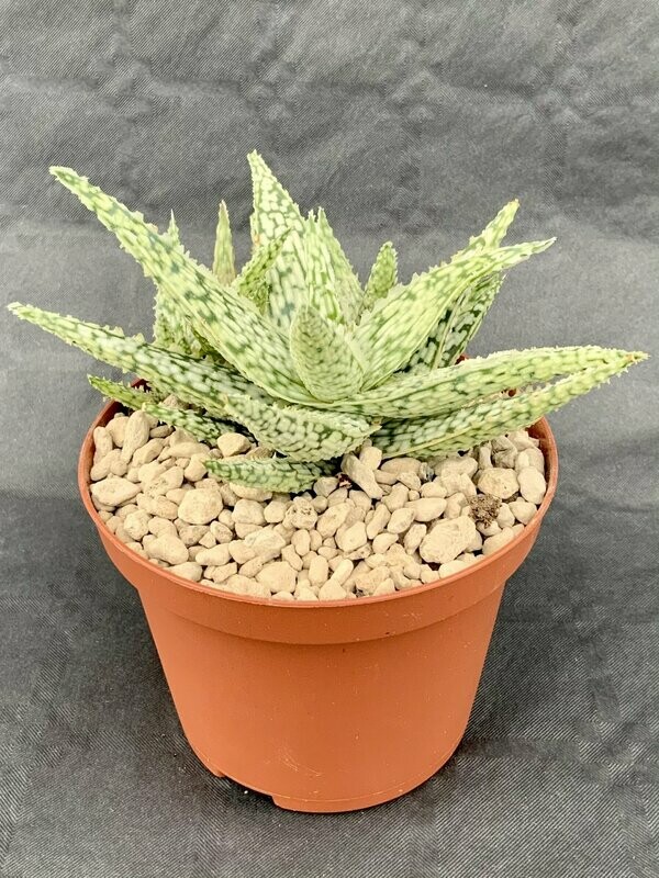 Aloe Pink Blush Pot ø 10,5