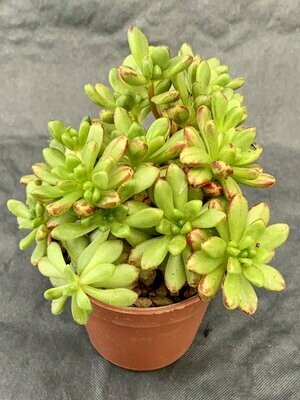 Aeonium Sedifolium Pot ø 5,5