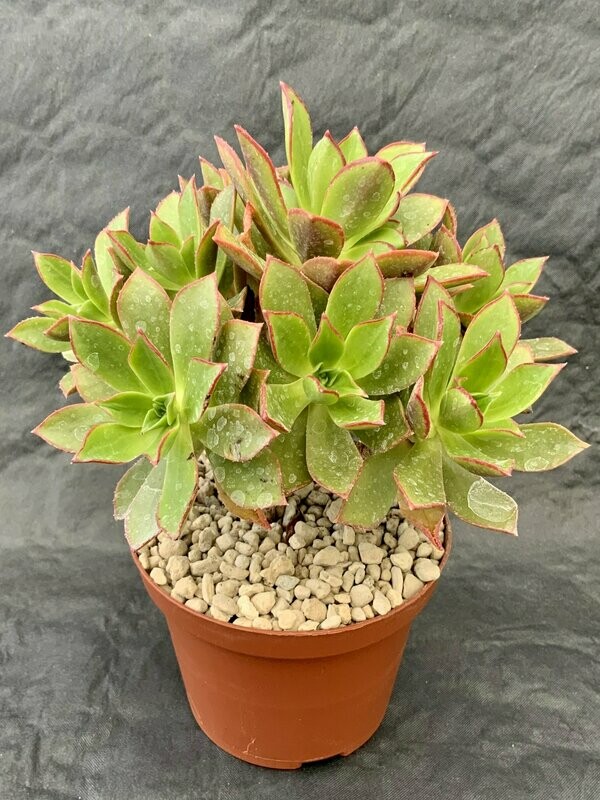 Aeonium Decorum Pot ø 10,5
