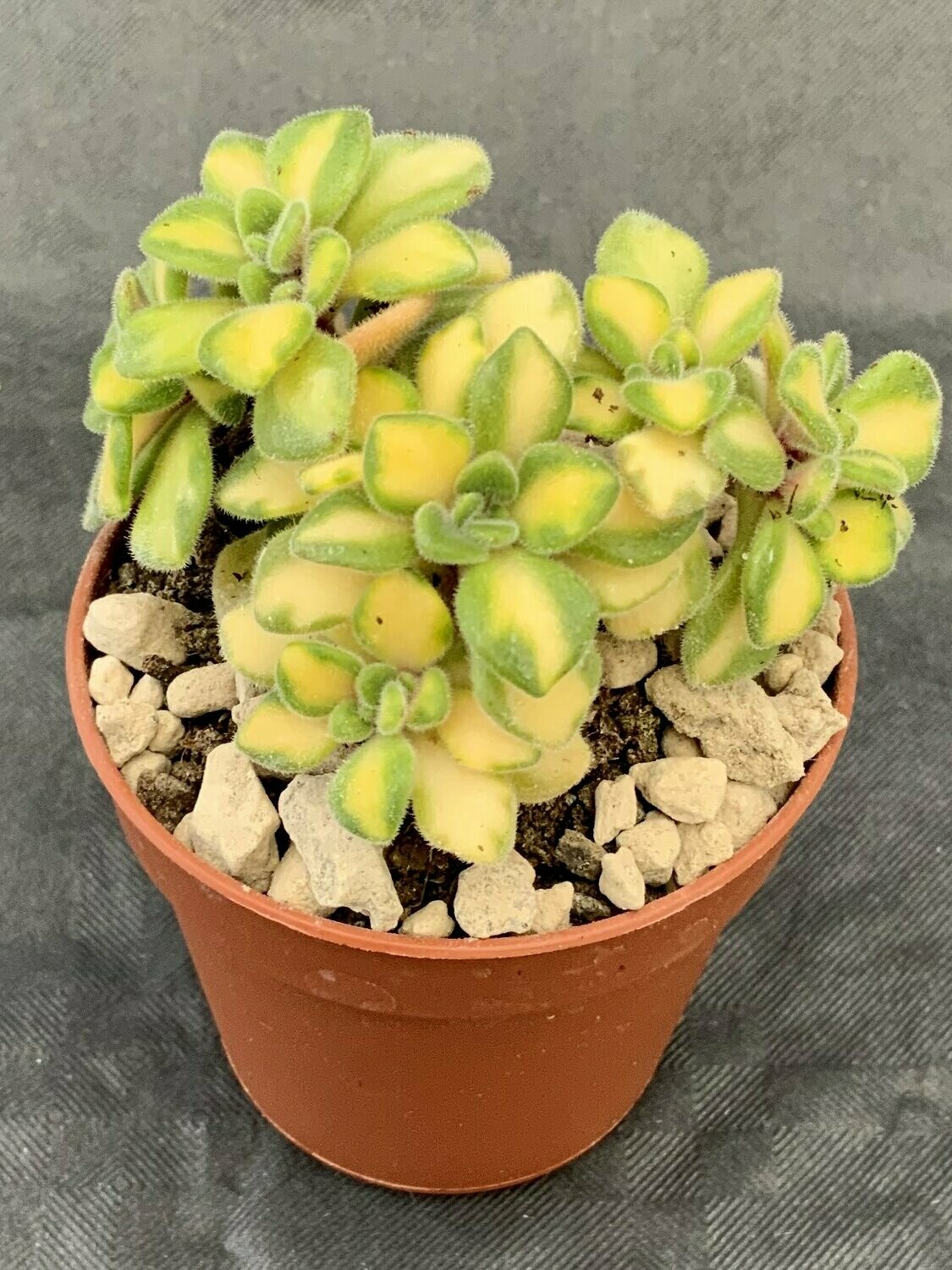 Aeonium Lindleyi Pot ø 5,5