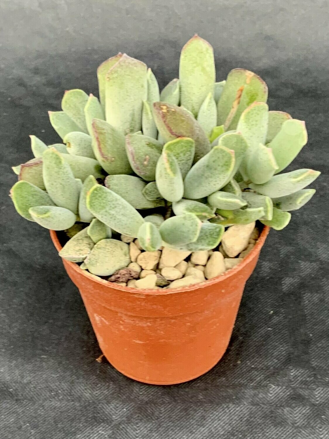Cotyledon Choco Line Pot ø 5,5