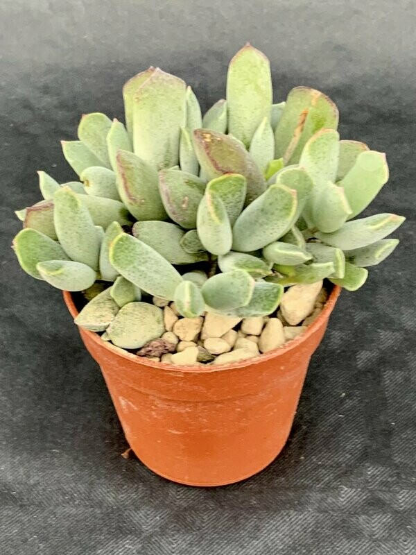 Cotyledon Choco Line Pot ø 5,5