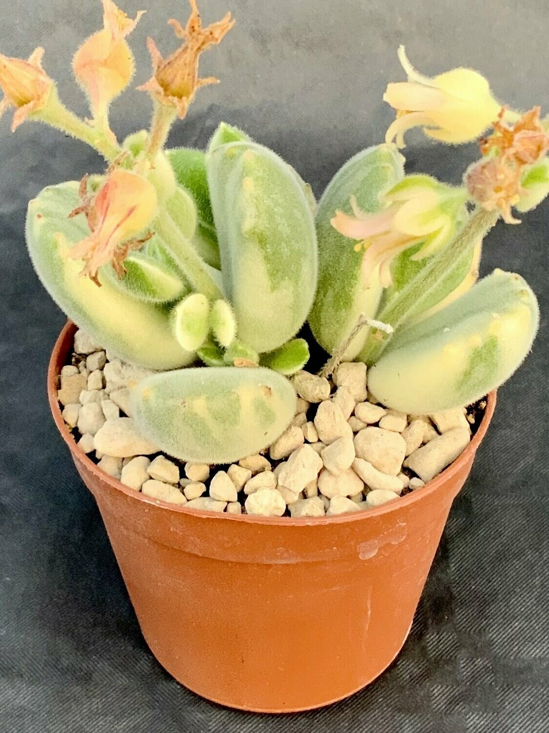 Cotyledon Ladismithiensis Variegated Pot ø 7,5