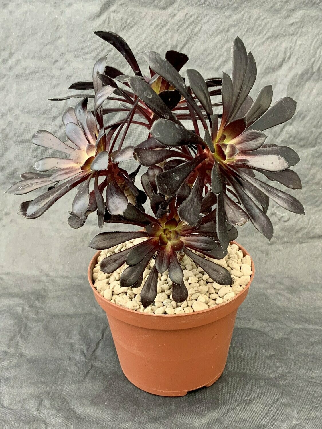 Aeonium Arboreum Schwarzkopf Pot ø 10,5