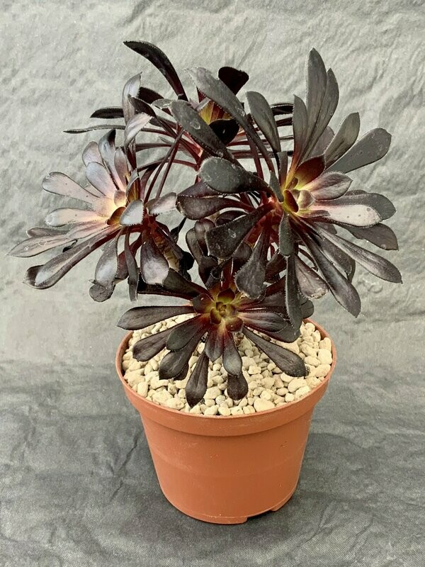 Aeonium Arboreum Schwarzkopf Pot ø 10,5