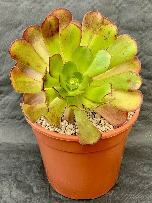 Aeonium Blushing Beauty Pot ø 10,5