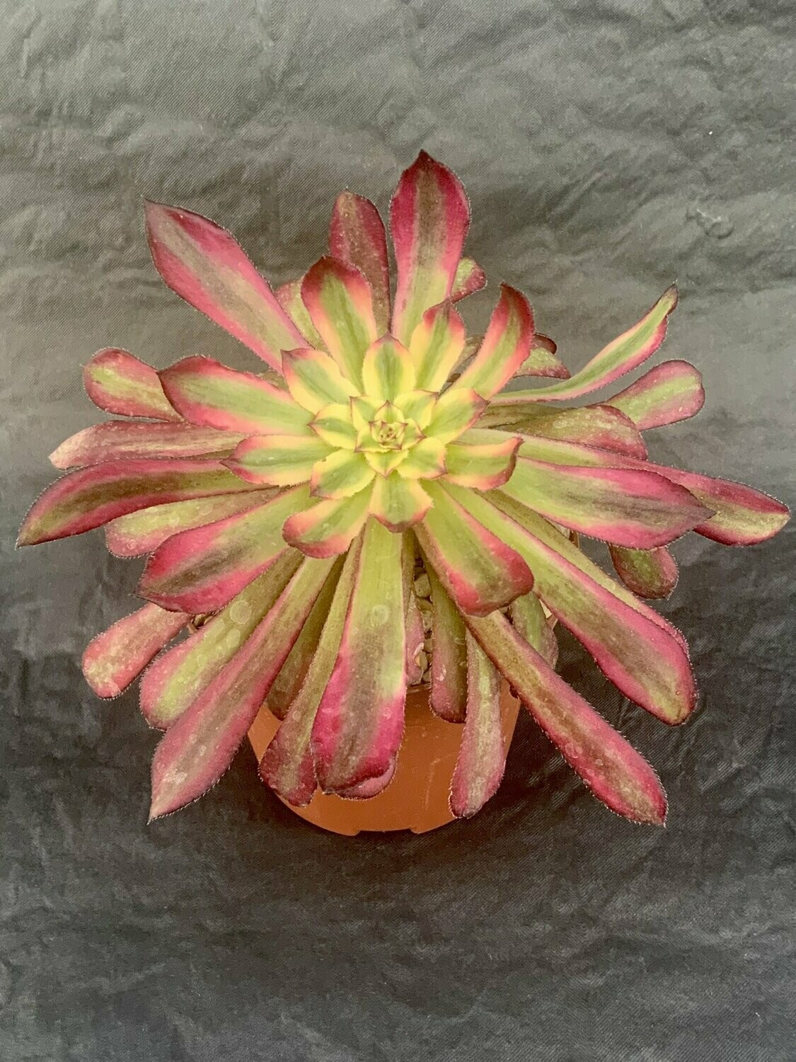 Aeonium Mardi Gras Pot ø 10,5