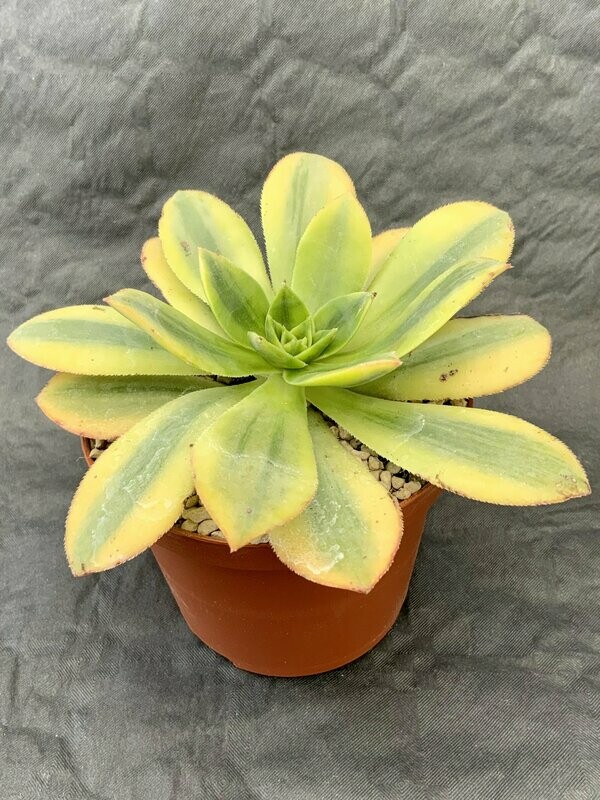 Aeonium Sunburst Pot ø 10,5