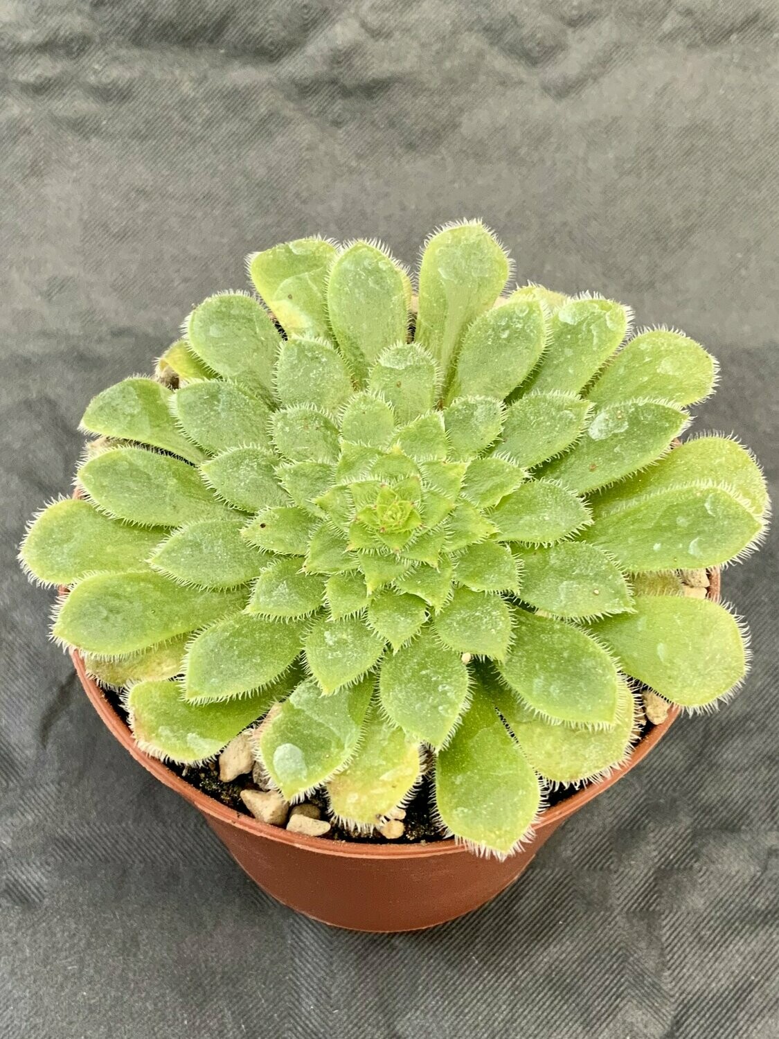 Aeonium Tabularis