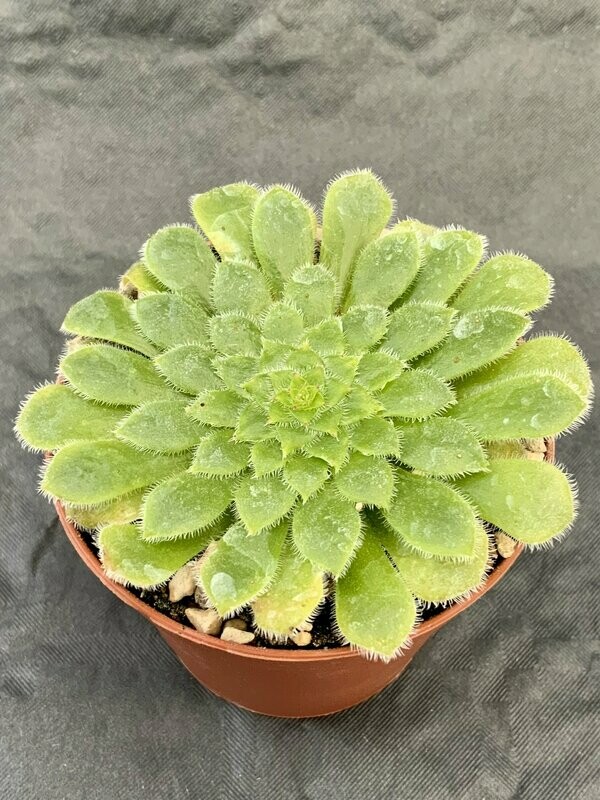 Aeonium Tabularis