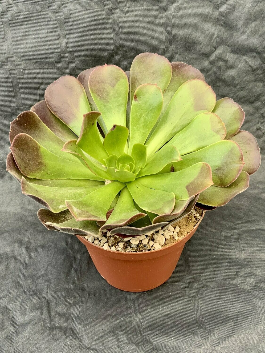 Aeonium Velour Pot ø 10,5