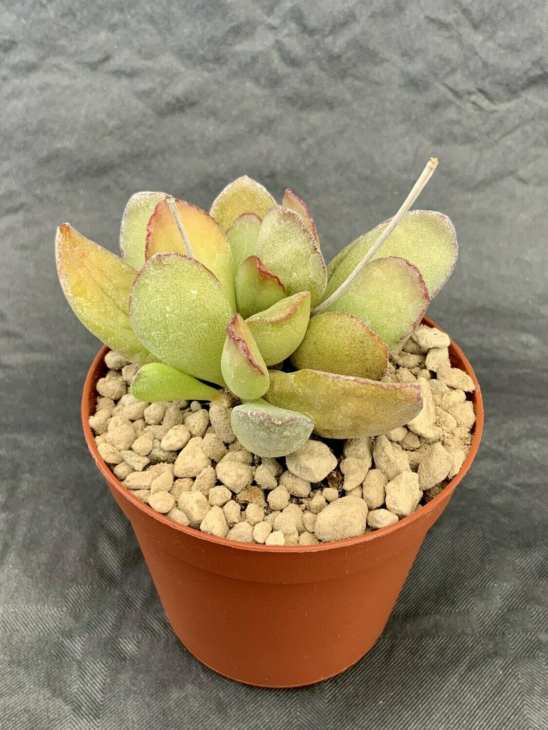 Adromischus Alstonii pot ø 7,5