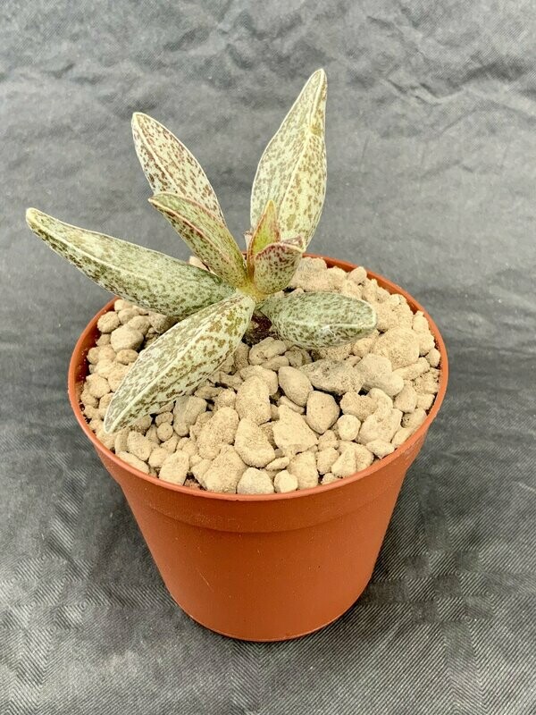 Adromischus Clanwilliam pot ø 7,5