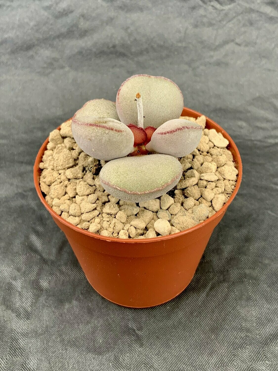 Adromischus Hallii Haurus Mountain pot ø 7,5