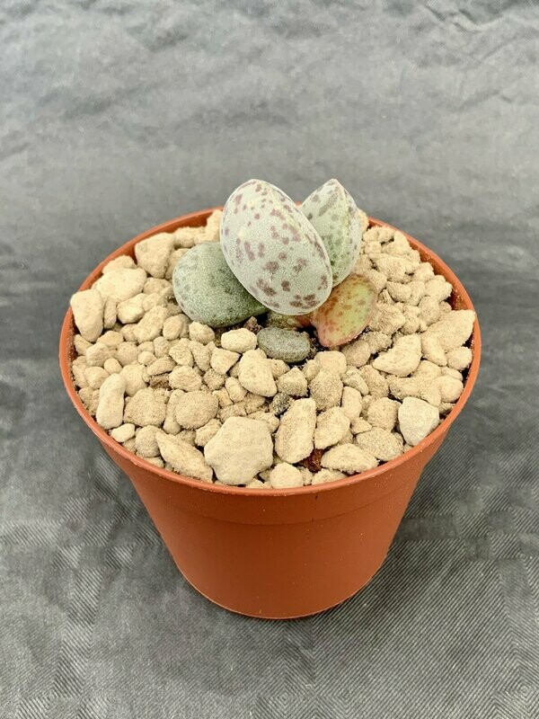 Adromischus Hallii Lorelei pot ø 7,5