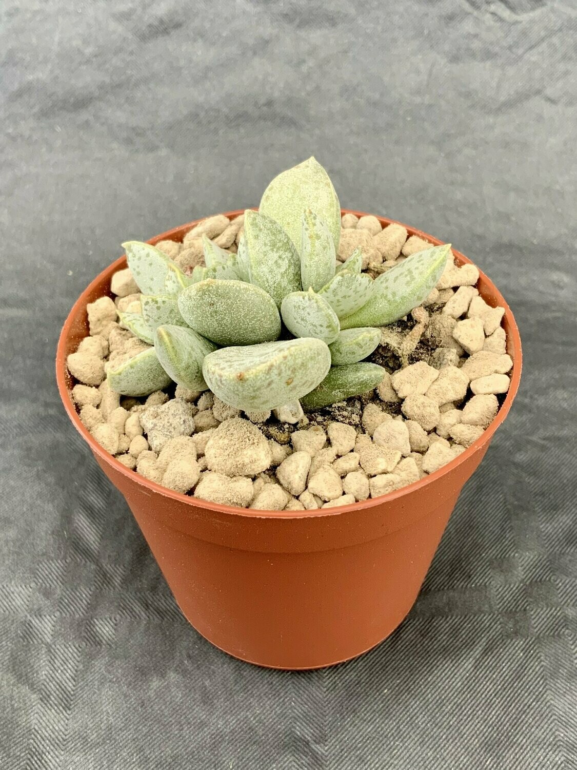 Adromischus Alstonii Blue Leaves pot ø 7,5