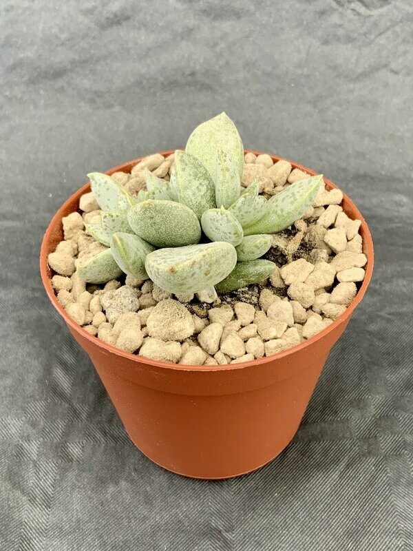 Adromischus Alstonii Blue Leaves pot ø 7,5