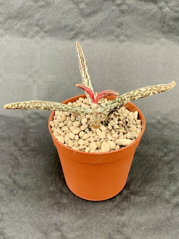 Adromischus Clanwilliam pot ø 7,5
