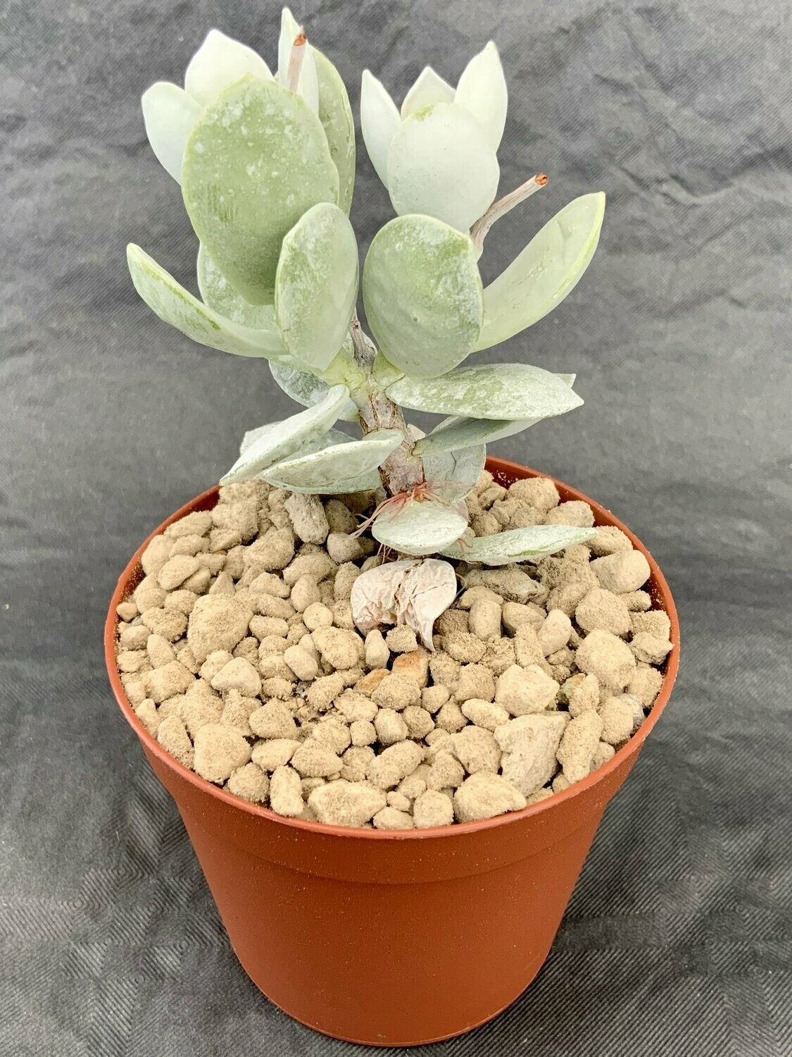Adromischus Leucophyllus pot ø 7,5
