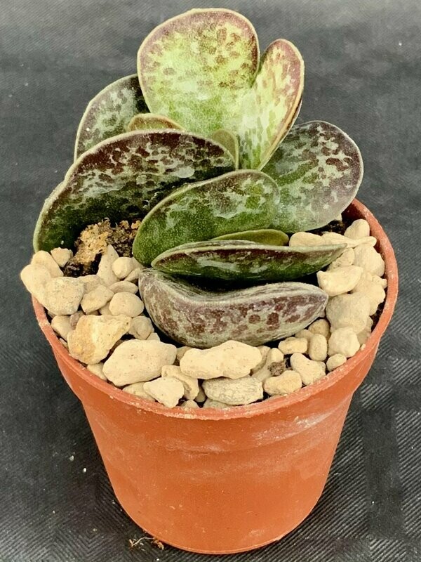 Adromischus Maculatus Pot ø 7,5