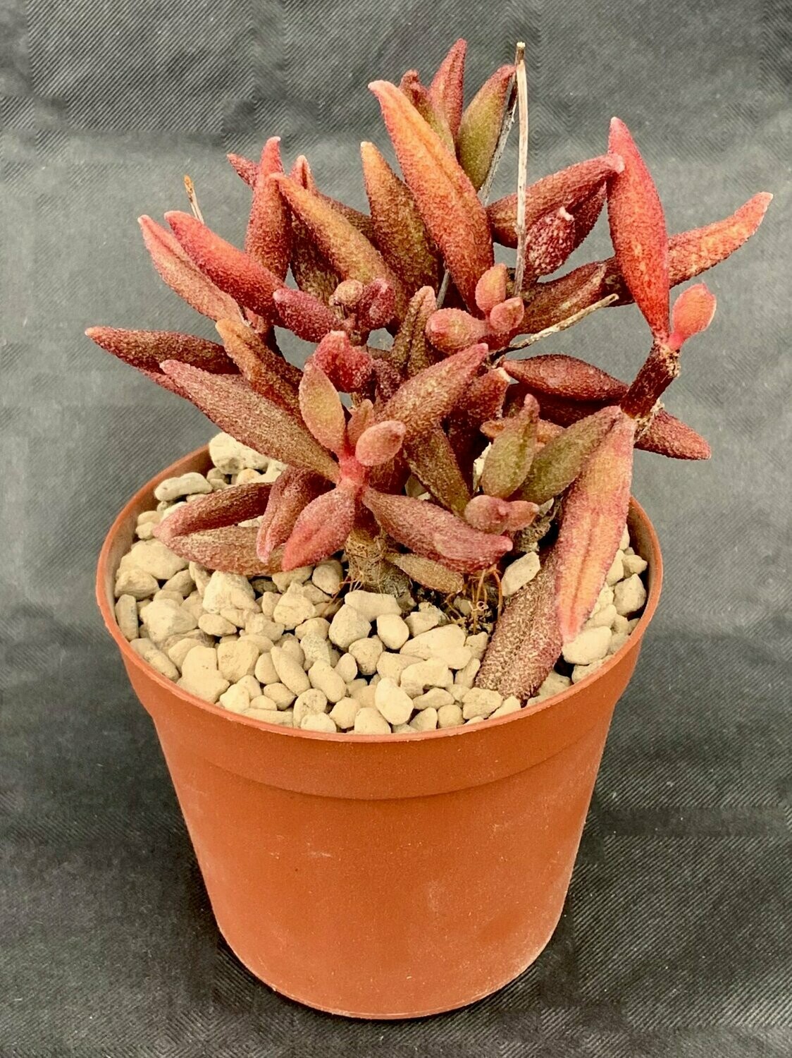 Adromischus Marianae Antidorcatum Red pot ø 7,5