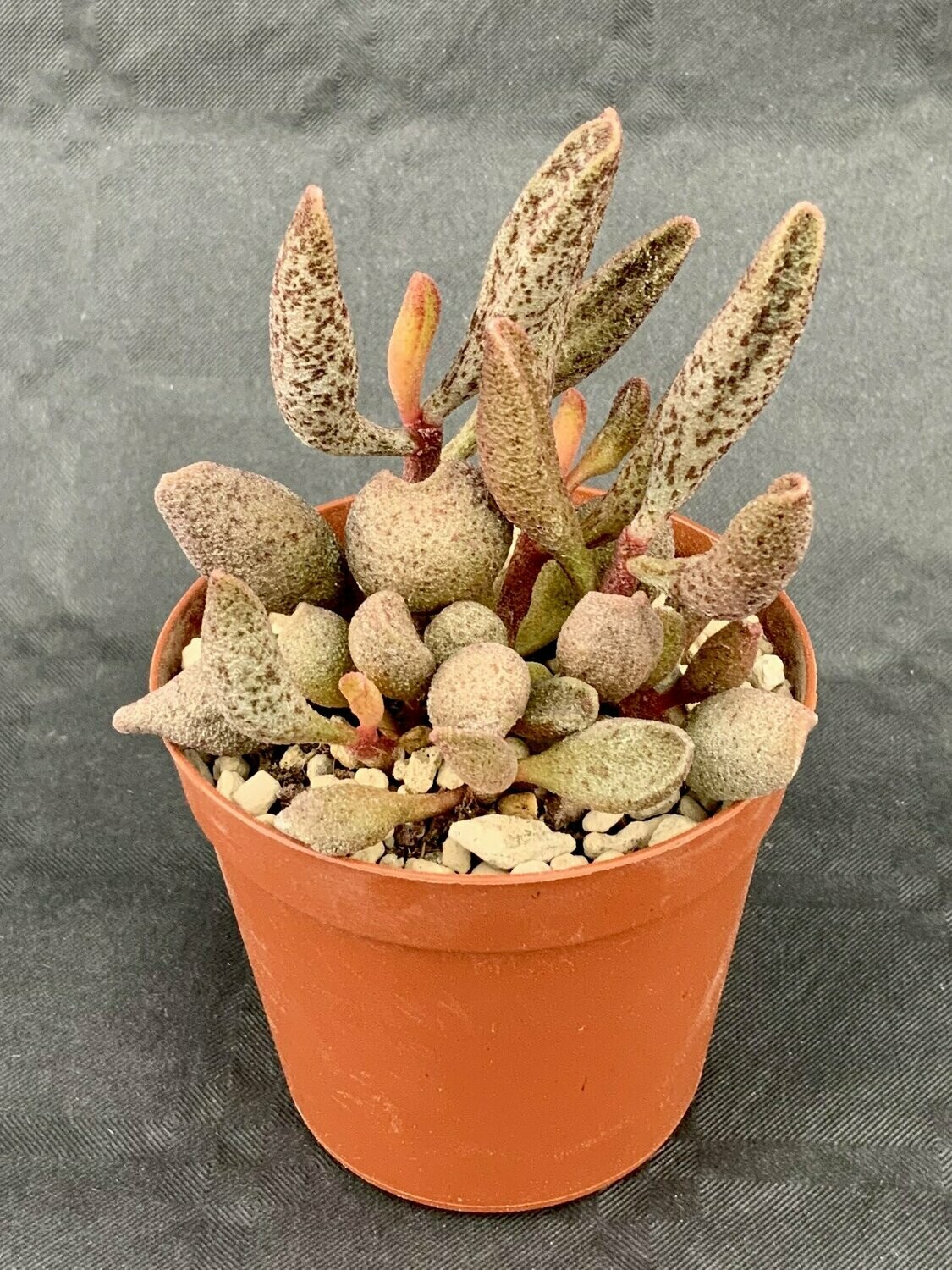 Adromischus Marianiae Alveolatus Multicolor pot ø 7,5