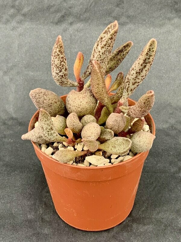 Adromischus Marianiae Alveolatus Multicolor pot ø 7,5
