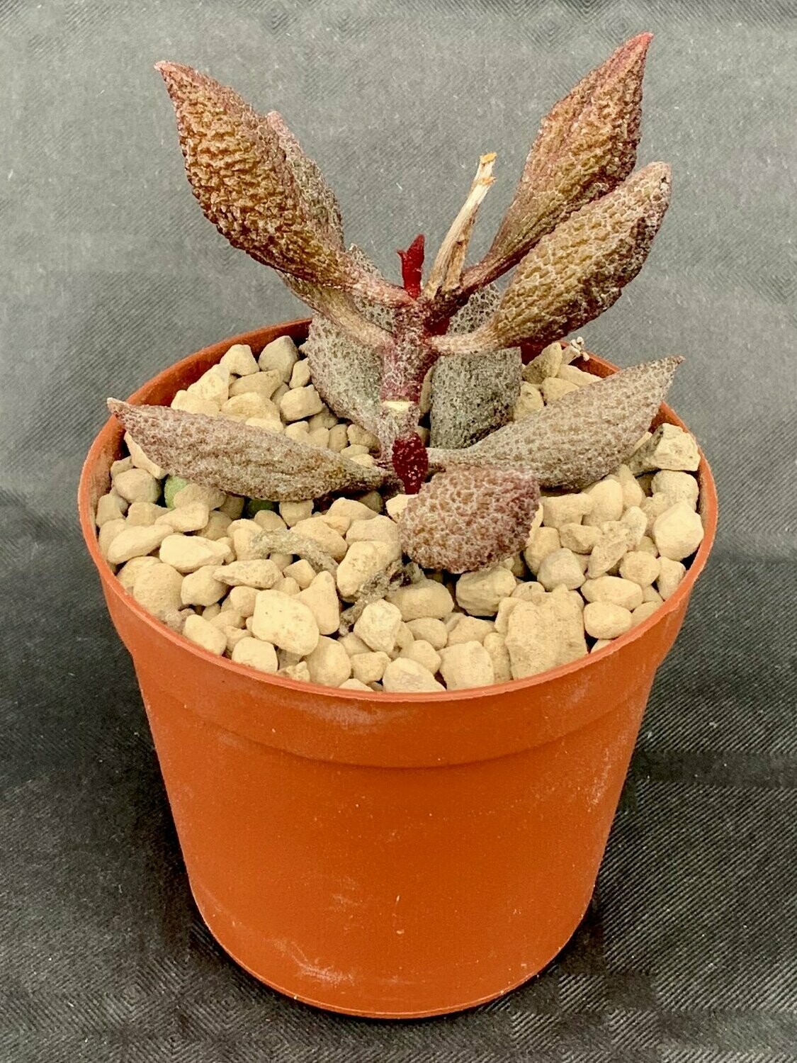 Adromischus Marianiae Herrei Clavifolia pot ø 7,5