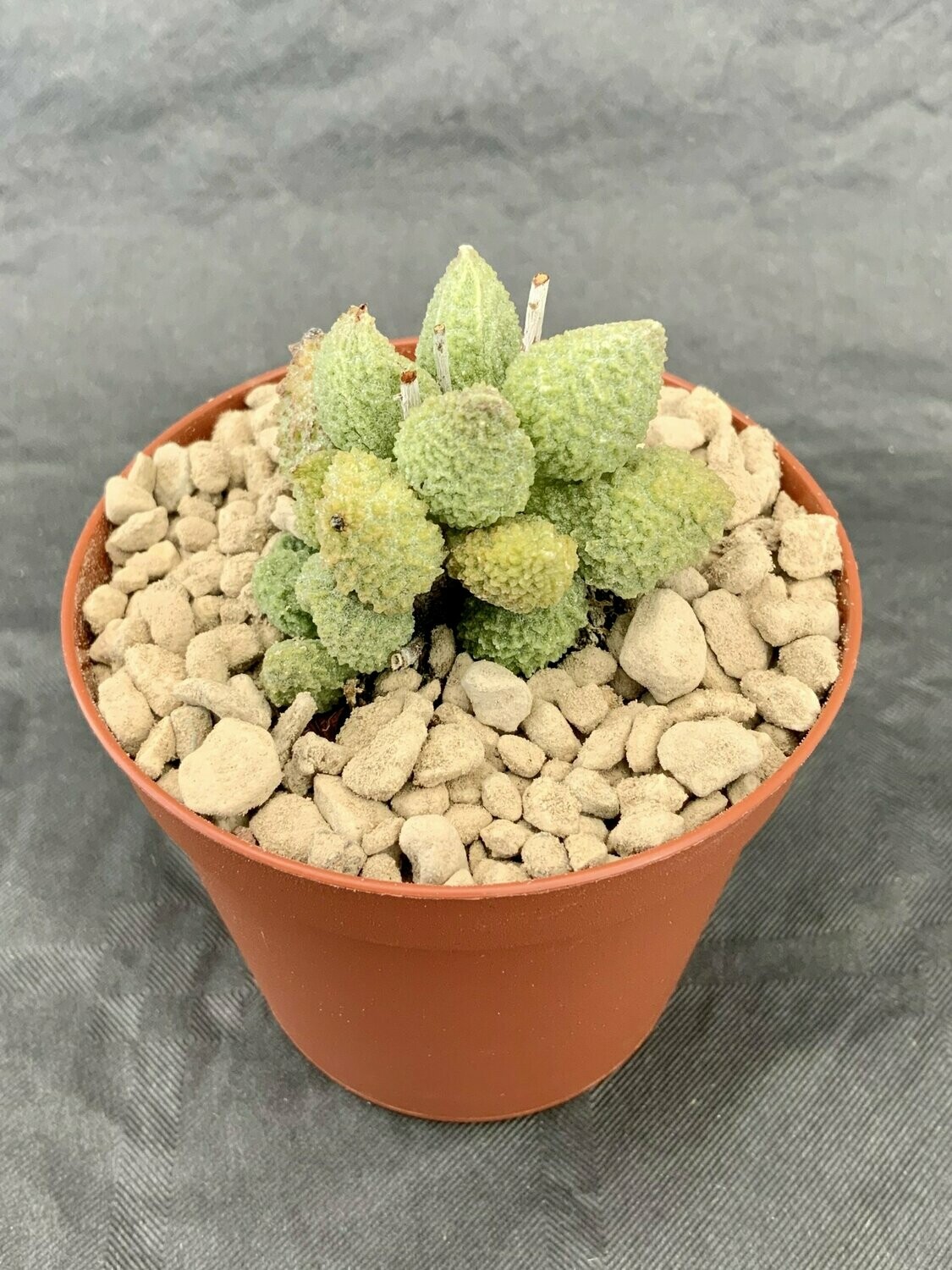 Adromischus Marianiae Herrei Green pot ø 7,5