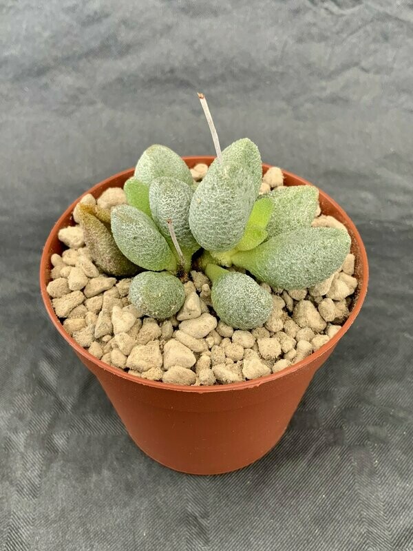 Adromischus Marianae Alveolatus Kinderly pot ø 7,5