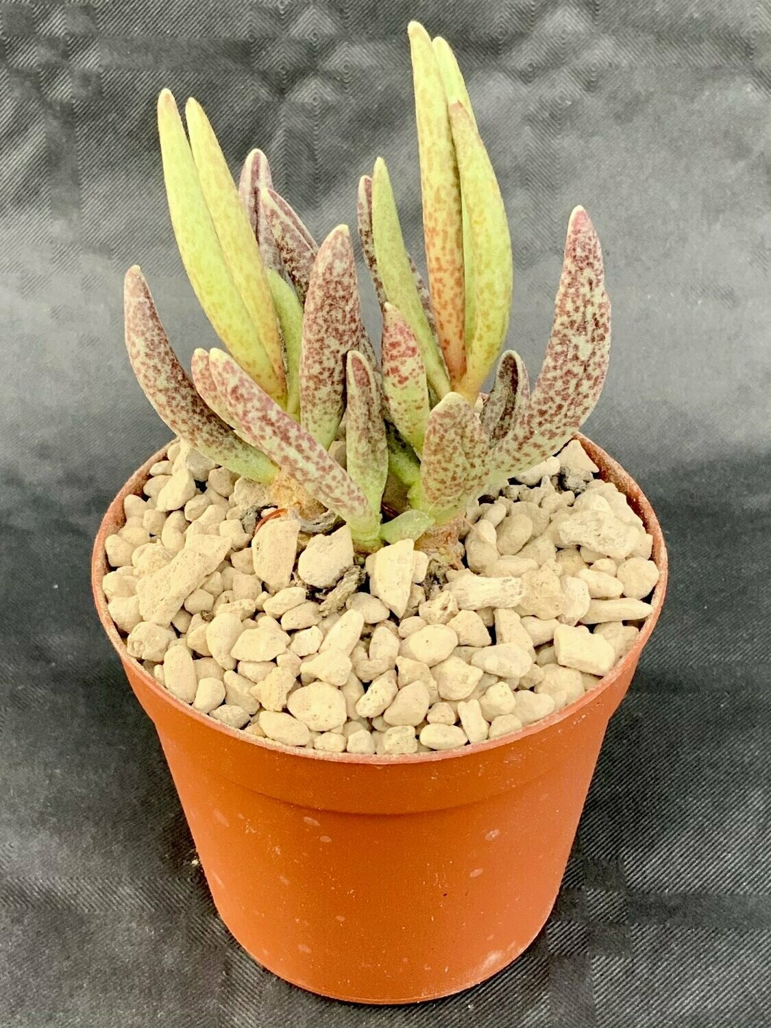 Adromischus Marianiae Alveolatus pot ø 7,5