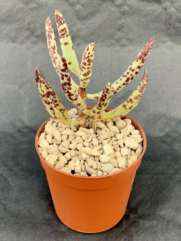 Adromischus Marianiae Filicaulis Blood Spots pot ø 7,5