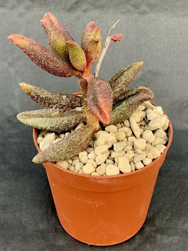 Adromischus Marianiae Antidorcatum Red Form pot ø 7,5