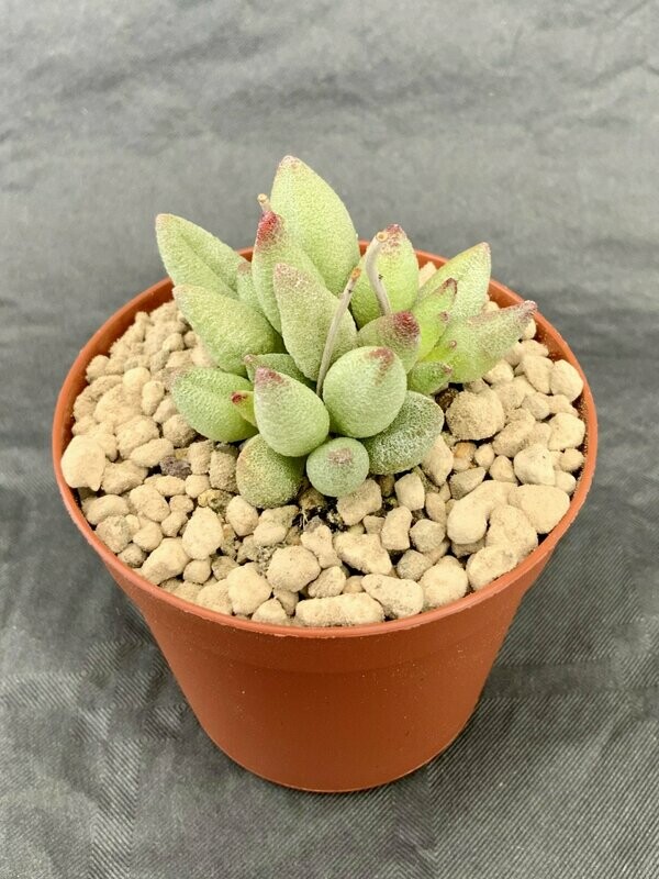 Adromischus Marianiae Alveolatus Red Tips pot ø 7,5