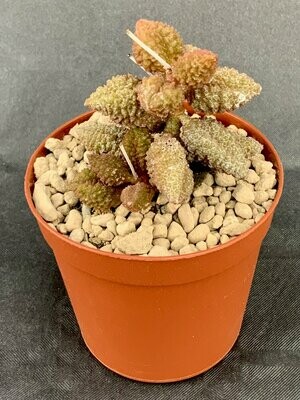 Adromischus Marianiae Coffee Bean pot ø 7,5