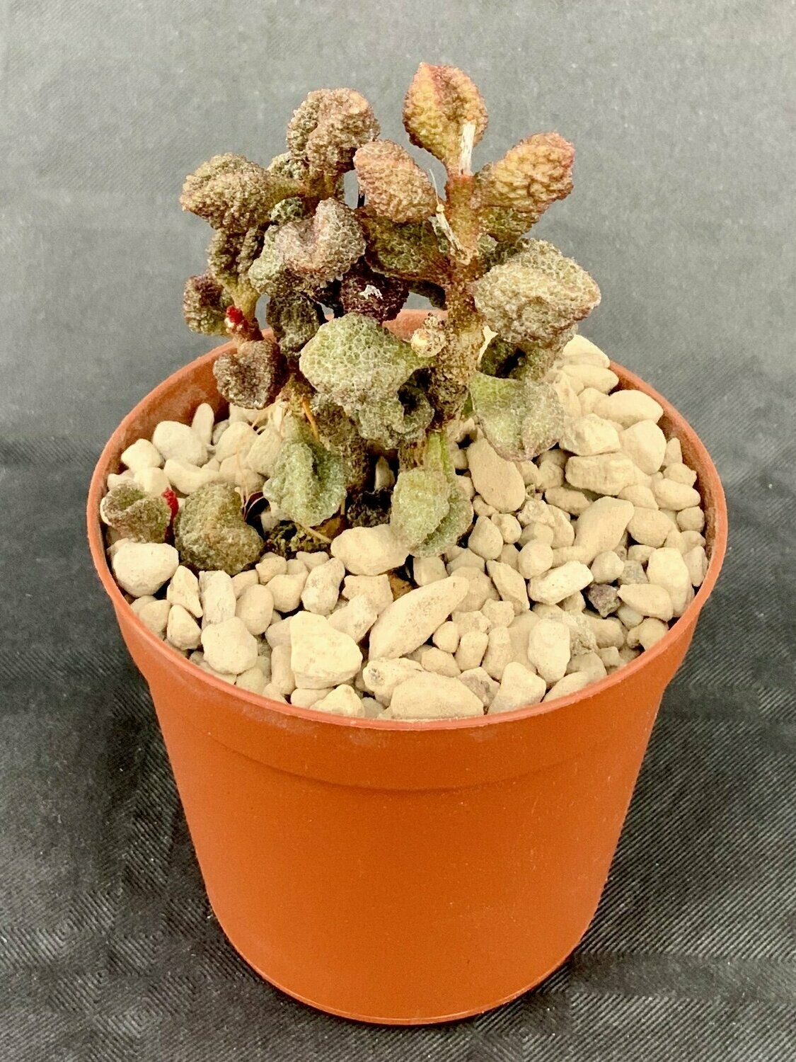 Adromischus Marianiae Coffee Bean pot ø 7,5