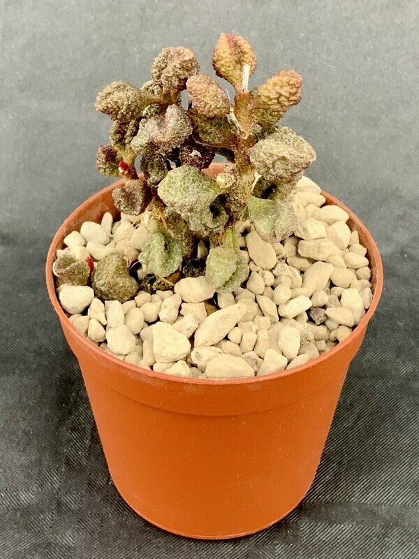 Adromischus Marianiae Coffee Bean pot ø 7,5