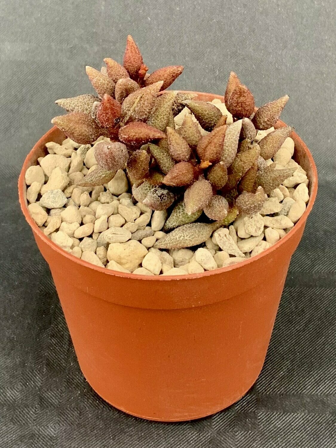 Adromischus Marianiae Herrei Aubergine pot ø 7,5