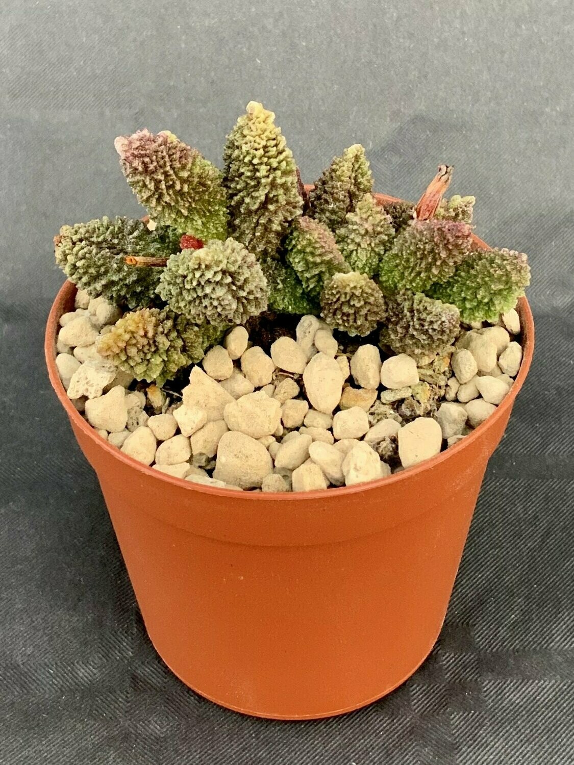 Adromischus Marianiae Herrei Red Coral pot ø 7,5