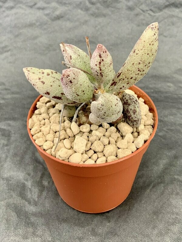 Adromischus Marianiae Alveolatus Silver Fountain pot ø 7,5