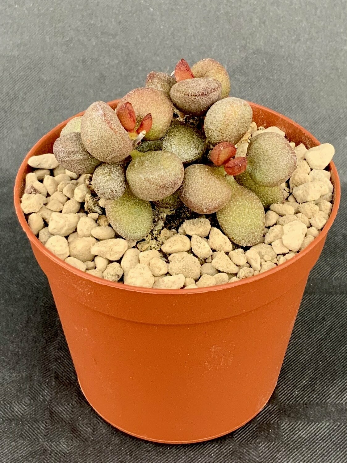 Adromischus Marianiae Little Spheroid pot ø 7,5
